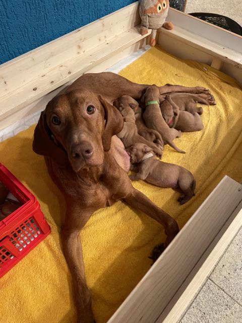 Magyar Vizsla Welpen  - Hunde - Zahna-Elster