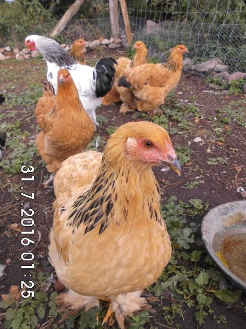 Brahma Hühner - Zubehoer für Nutztiere - Angermünde