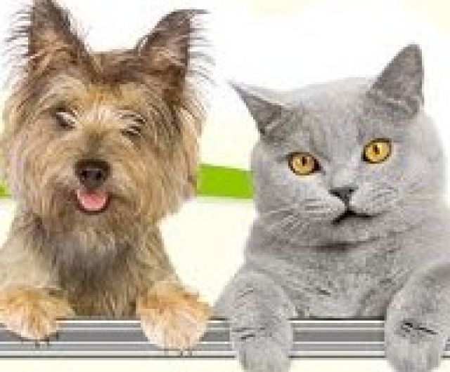 Buhli s Heimtierbedarf Onlineshop - Aktion Hilfe für Tiere in Not - Zubehoer für Haustiere - Bisterschied