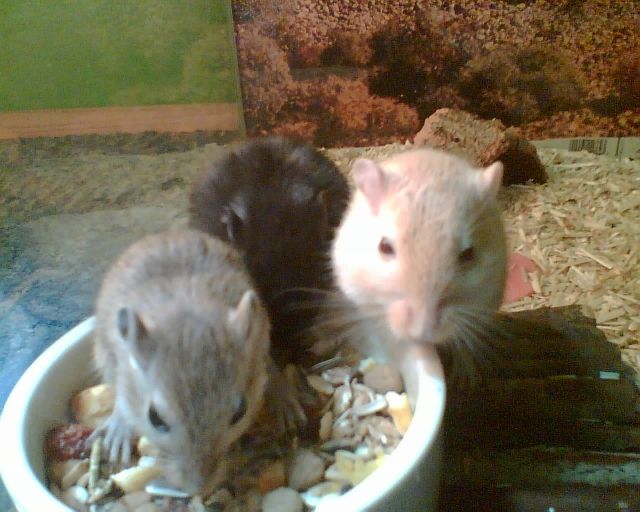 Rennmäuse Zu Verschenken    - Maeuse - Beckum