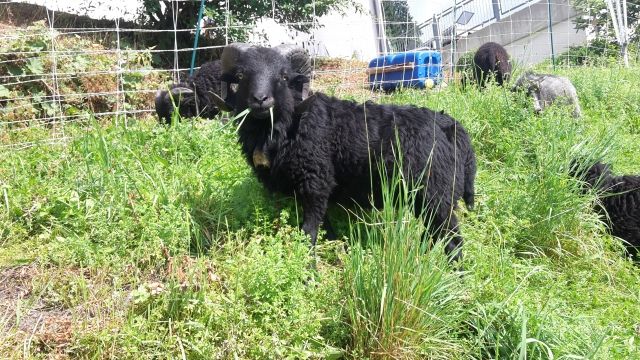 Quessant-Schafbockock zu Verkaufen - Nutztiere - waltenhofen