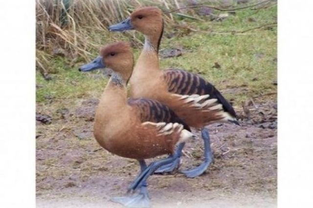 Gelbbrustpfeifgänse / gelbe Baumenten - Nutztiere - Lichtenau