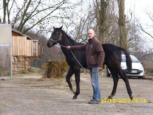 Pflegebeteiligung mit spät. Reitbeteiligung an Hengstfohlen zu vergeben - Reitbeteiligung - Schwelm