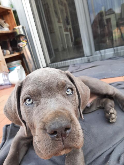 Deutsche Doggen Mix Welpen - Mischlinge - Questin