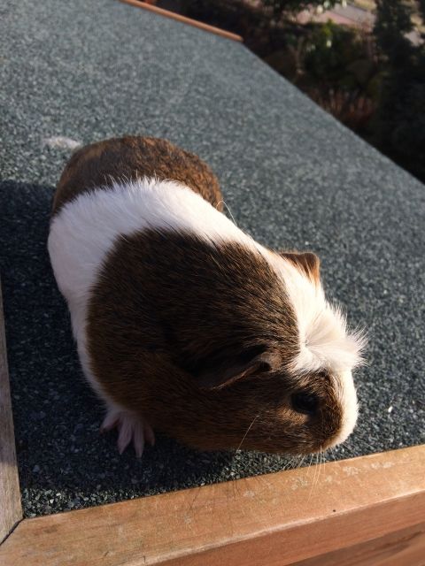Junger Meerschweinchenbock zu verkaufen - Meerschweinchen - Hagen