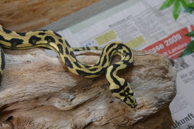 Teppichpython Morelia Spilota Harrisoni reduced pattern - Reptilien - Landau-Godramstein