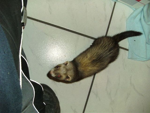 2 Frettchen 4 und 5 Monate männlich und weiblich abzugeben - Frettchen - Wesseling