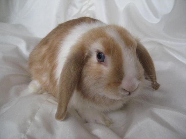 Wunderschöner Satinwidder - Hasen Kaninchen - Cham