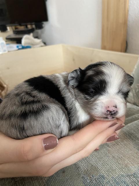 Pomchi Welpen  - Mischlinge - Essen