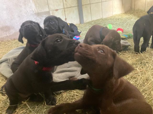 Wunderschöne Deutsche Drahthaar - Rhodesian Ridgeback Welpen suchen liebevolles  - Mischlinge - Kalletal