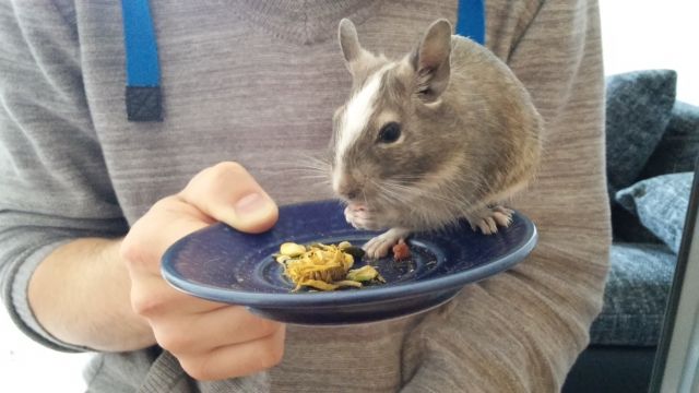 Zwei hübsche Degu-Männer suchen ein neues Zuhause - Nagetiere Allgemein - Nürnberg