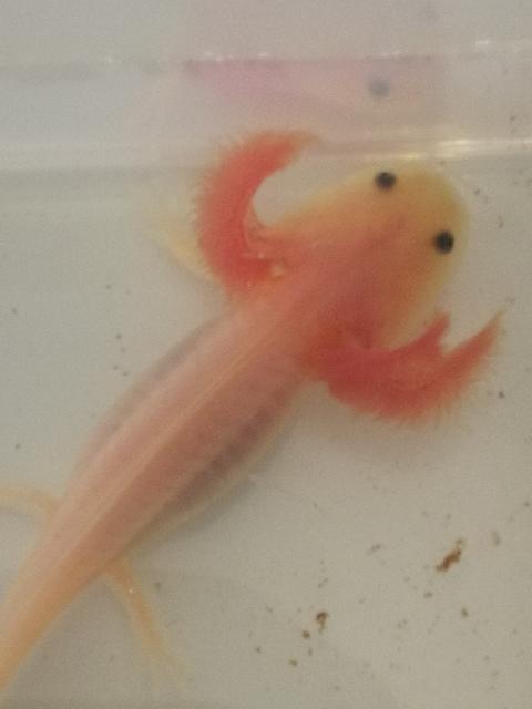 Junge Axolotl zu verkaufen - Sonstige Haustiere - Velbert