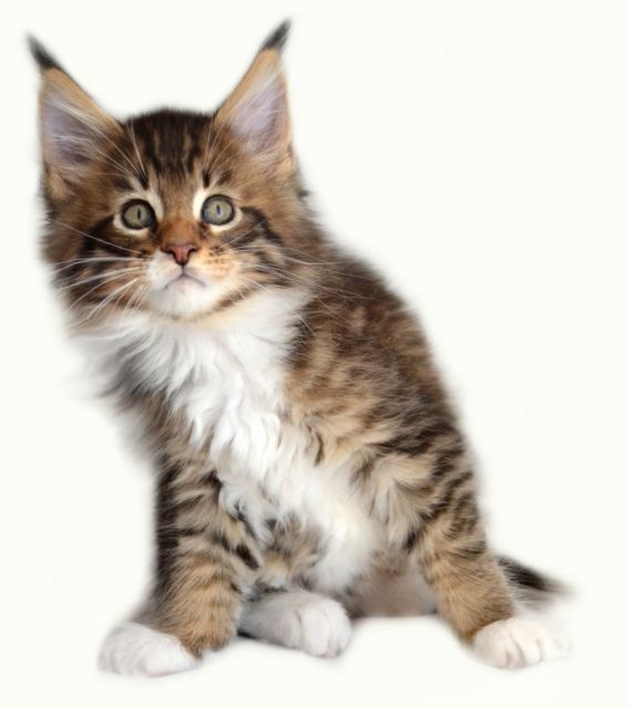Maine Coon Kitten der Extra Klasse - Katzen - Großmehring