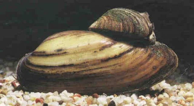Teichmuscheln im Angebot: Fa.Fördefisch - Fische - Handewitt