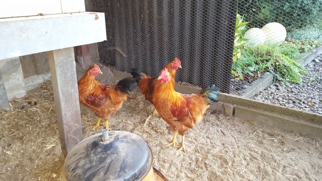 Hamphire Hahn abzugeben - Nutztiere - Haltern am See