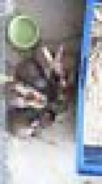 Kaninchen mit Komplettausstattung abzugeben - Hasen Kaninchen - 53340 Meckenheim