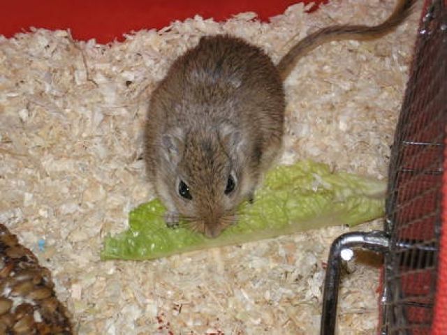 Junge, mongolische Rennmäuse    - Maeuse - Berlin