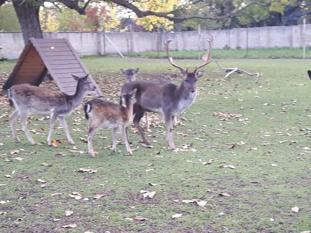 Verkauf Dammwild - Nutztiere - Weißenfels