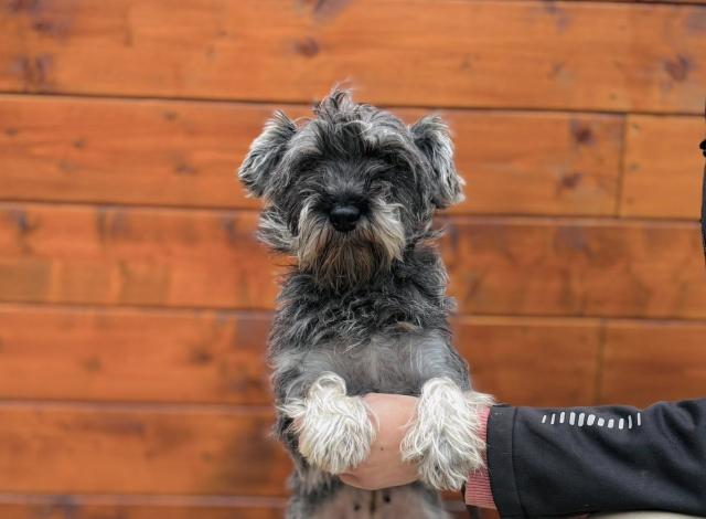 Lavinia - sanft, sozial - Hunde - Nova Bana