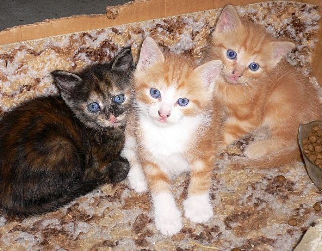 Goldfarbene Sommerkätzchen, handzahm und stubenrein - Katzen - Osnabrück