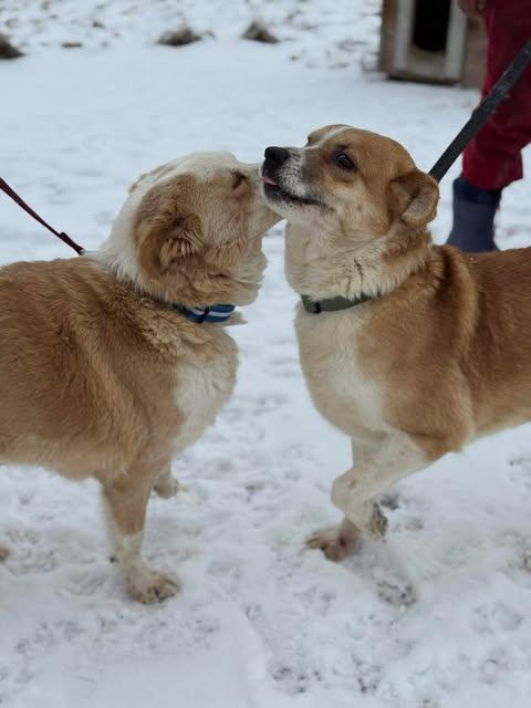 Gerlinde und Gesine - ein entzückendes Oldie-Pärchen - Hunde - Königsbach-Stein 