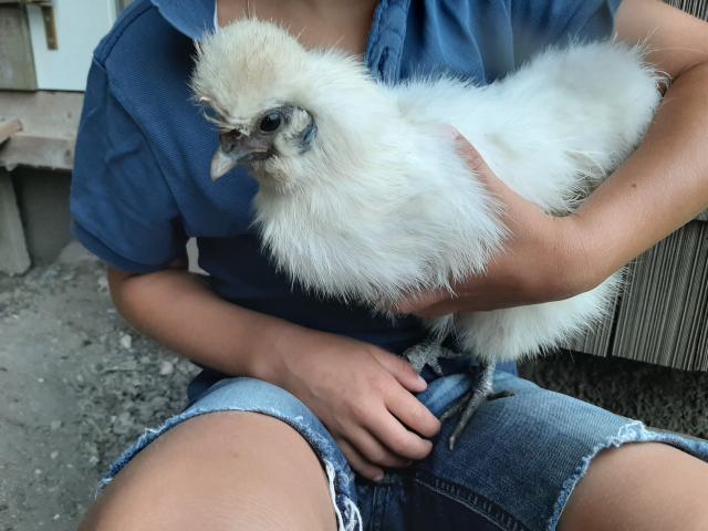 2x zwergseidenhühner und ein zwerg cochin hahn  - Nutztiere - Strass im attergau