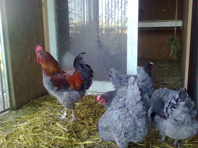 Bruteier Marans, Cream legbar - Sonstige Nutztiere - Mezzogoro