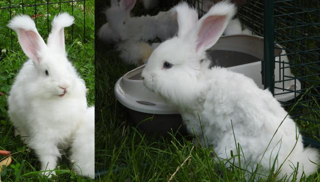 Angorakaninchen weiß BA Jungtiere  - Hasen Kaninchen - Pohlheim