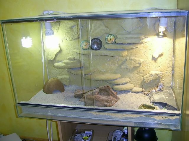 Pogona Henrylasowi  Zwergbartagame  mit terrarium abzugeben - Reptilien - Dreieich