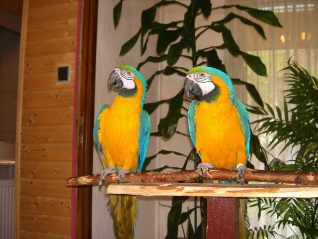 Verkaufe ein Zuchtpaar 1,1 Gelbbrustara  - Voegel - Zuchtpaar