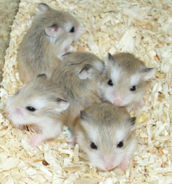 Kleine Zwerghamster abzugeben, Roborowski Hamster - Hamster - Moringen