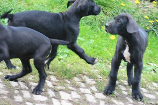 Deutsche Doggen Welpen Schwarz mit weissem Abzeichen - Hunde - Wolkramshausen 