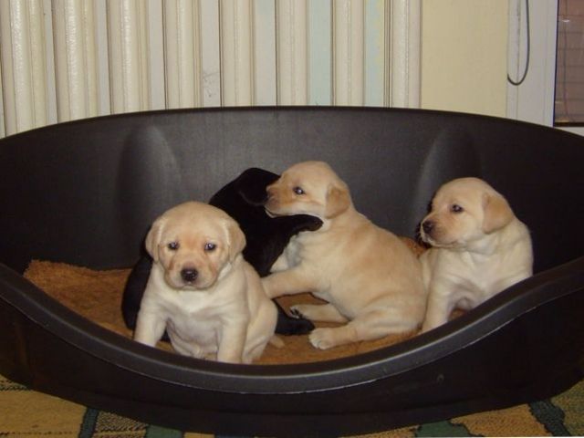SÜSSE LABRADOR WELPEN - Hunde - esterhofen