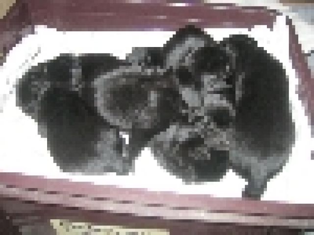 Wunderschöne Labradorwelpen - Hunde - altdorf