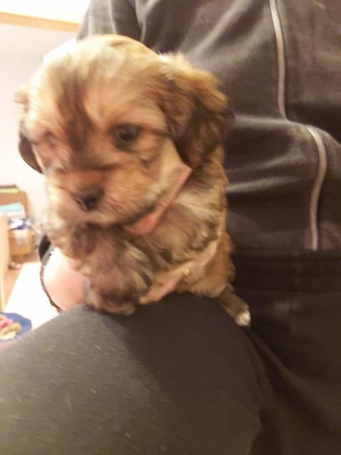 Shih tzu yorki Welpen  - Mischlinge - Hoyerswerda