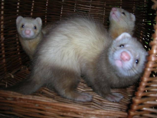 6 Frettchen suchen neues zu hause - Frettchen - Neuhaus am Inn