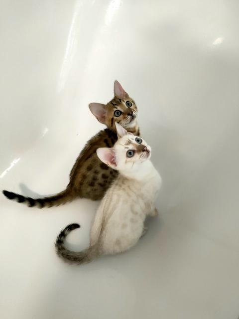 Bengal Kitten Reinrassig  - Katzen - Bedburg 