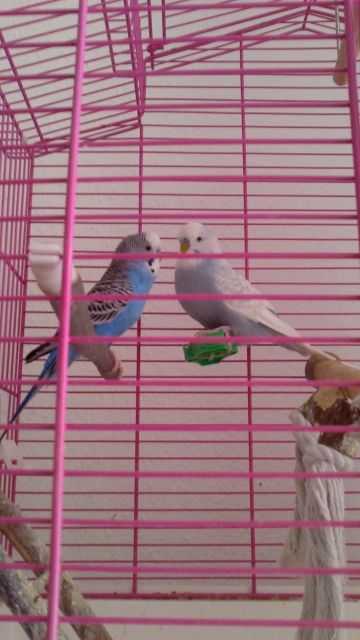 2 Wellensittiche   Zubehör abzugeben - Voegel - Cottbus