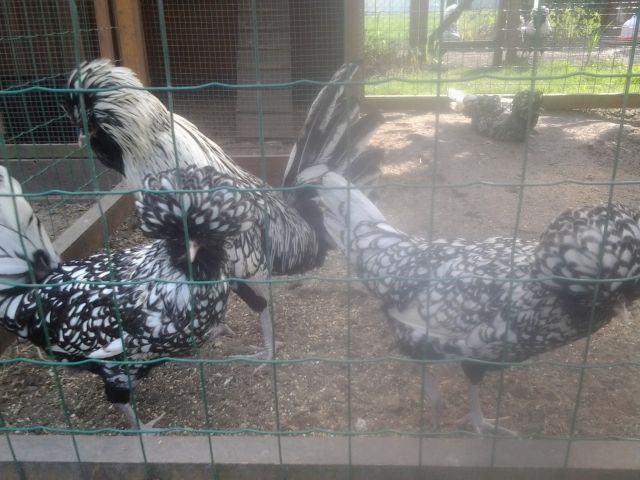 Paduaner haubenhühner  - Nutztiere - Brandenburg 