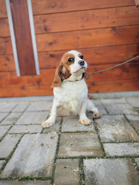 Niva - schüchtern, ruhig, sanft - Hunde - Nova Bana