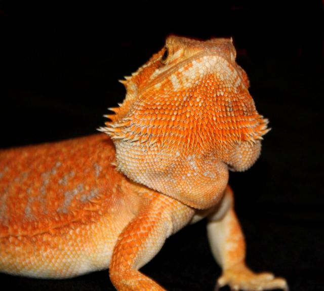 Farbbartagamen 100% Hypo:Rot/Orange/Citrus  - Reptilien - mönchengladbach