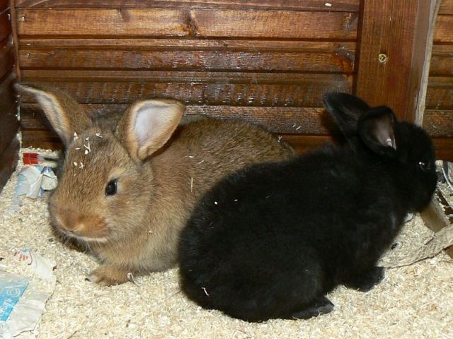 Deutsche Großsilber-Mixe - Hasen Kaninchen - Ranstadt