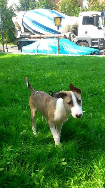 Wunderschöner bullterrier -Windhund mix 16 Wochen alt     - Hunde - Fritzlar