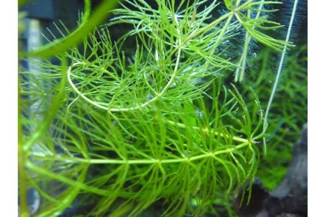 Anti-Algen Aquarienpflanzen 4 Sorten 100 St. portofrei     - Aquarien und Zubehoer - Harsum