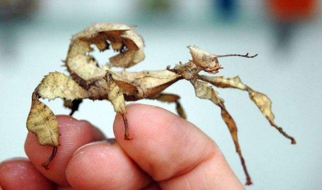 Gespenstschrecken  Extatosoma tiaratum  zu verkaufen  - Insekten - Siegen