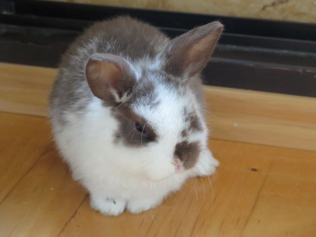 Zwergwidder zu verkaufen - Hasen Kaninchen - Rothaurach