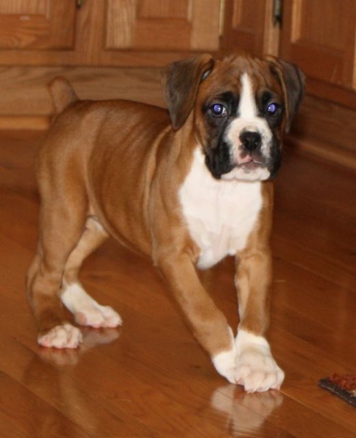 Reinrassieger Boxer Welpe Abzugeben - Hunde - Schwäbisch Gmünd 