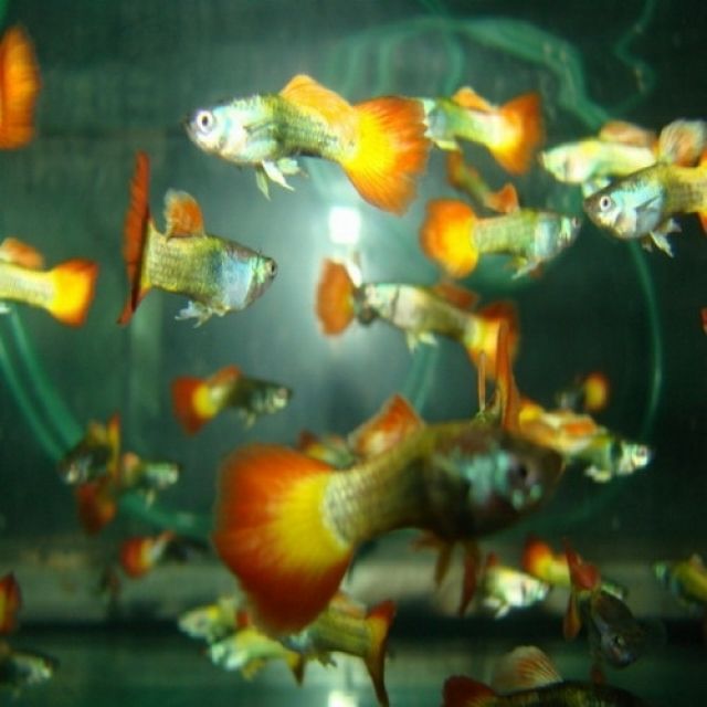 Diverse Guppys / Schwertträger / Gold Mollys abzugeben - Fische - Lippstadt