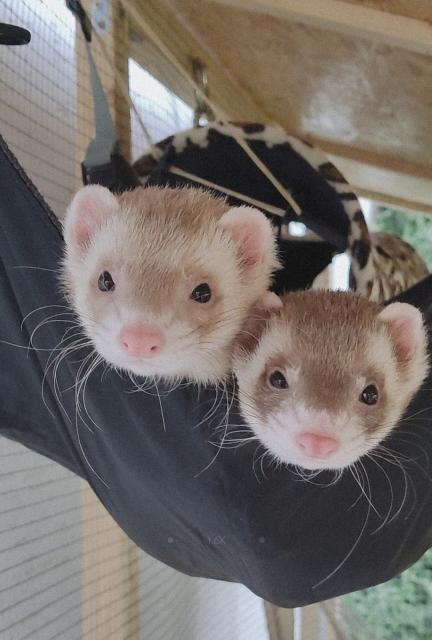 ? Frettchen Duo sucht Komplizen ? - Frettchen - Weitefeld