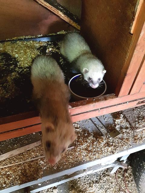 Frettchen zu verkaufen  - Frettchen - Stelzenberg 